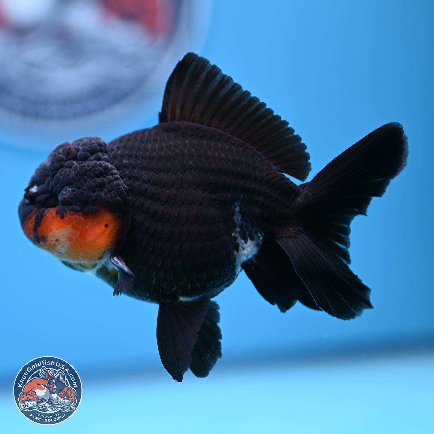 Tricolor Oranda 3.5in body (240809_OR02) - Kaiju Goldfish USA