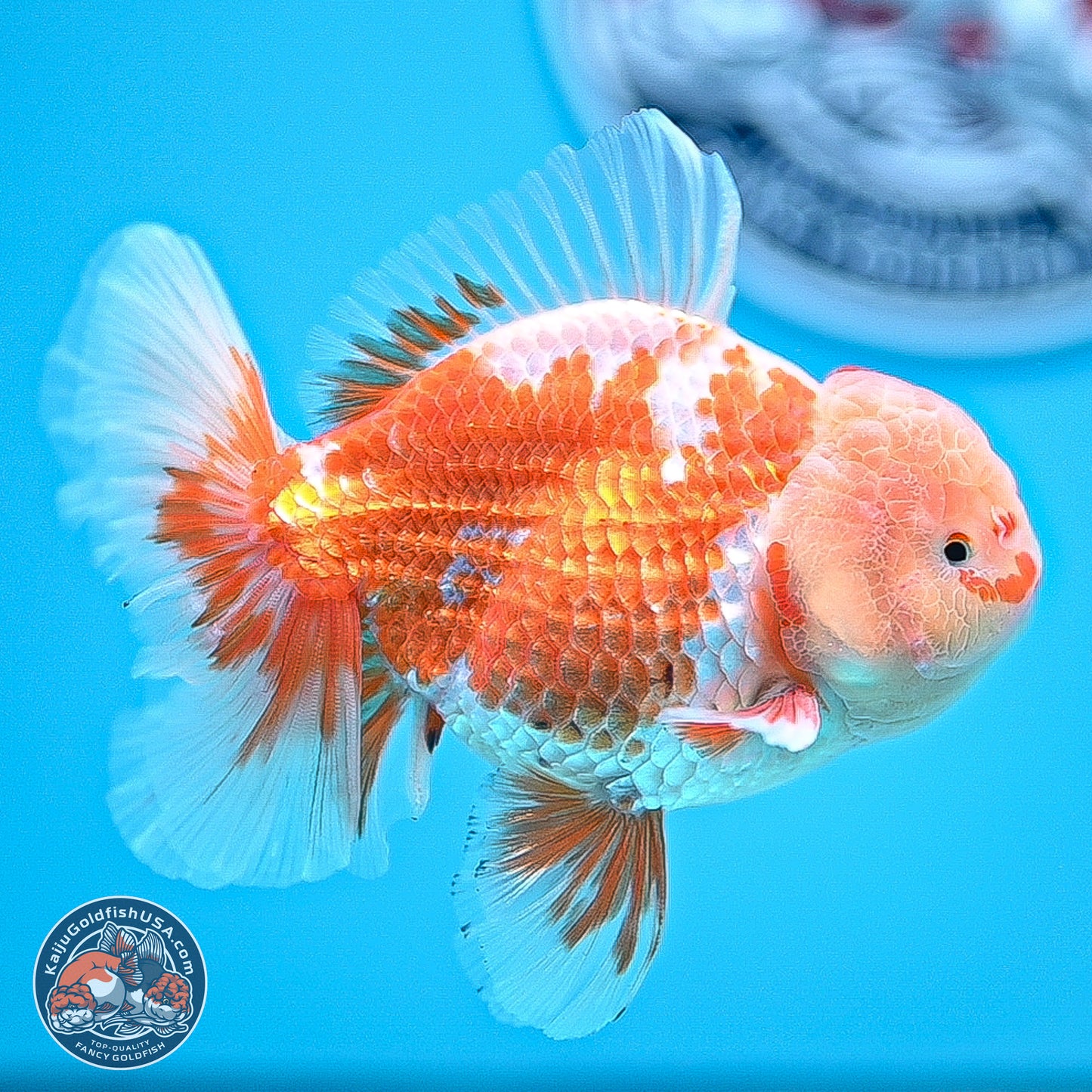 Red White Rose Tail Oranda 5 inches - Male (241129_OR02) - Kaiju Goldfish USA