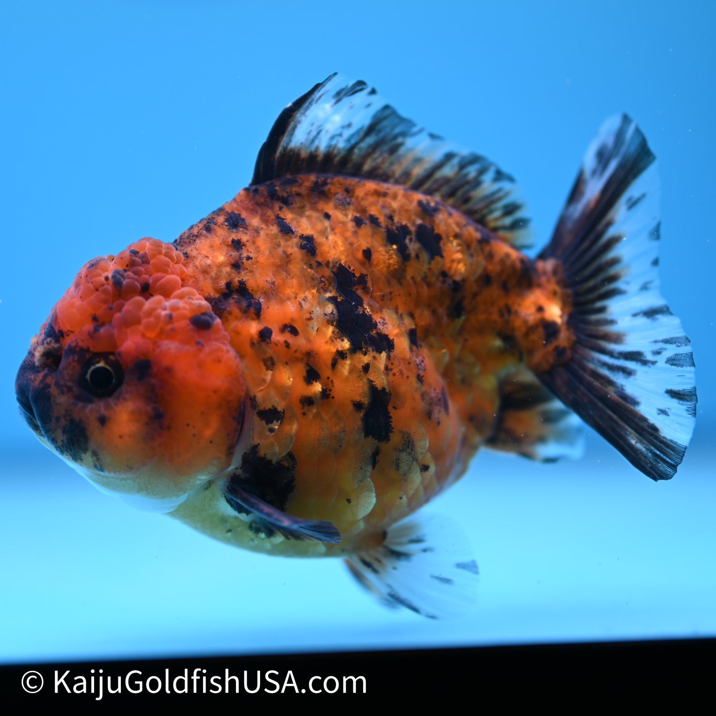 Shogun Godzilla Tiger Oranda 3.75in Body (240614_OR02) - Kaiju Goldfish USA