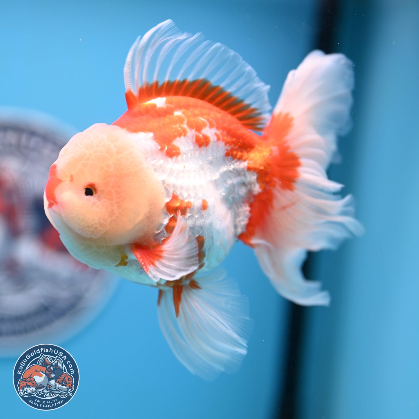 Red White Rose Tail Oranda 4-6 inches (240906_OR02) - Kaiju Goldfish USA