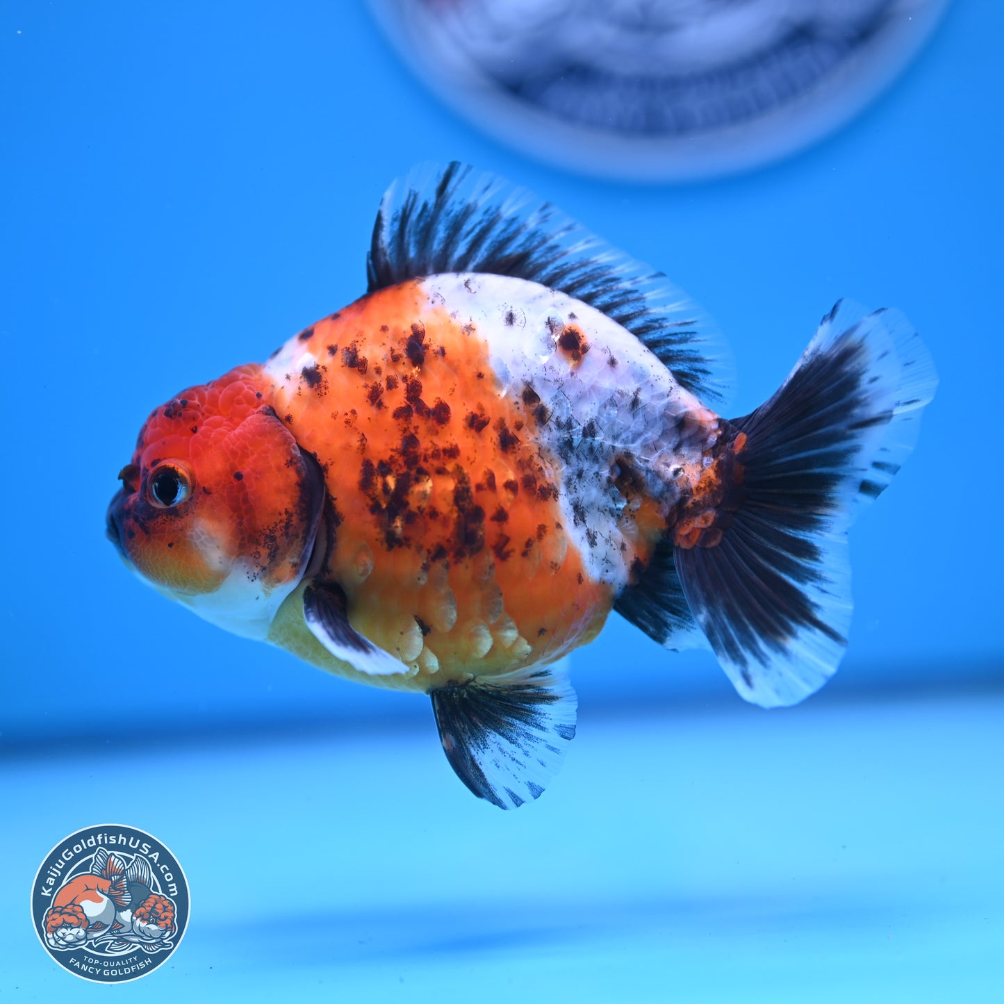 Shogun Calico Oranda 3.5-4.5 in (241011_OR02) - Kaiju Goldfish USA