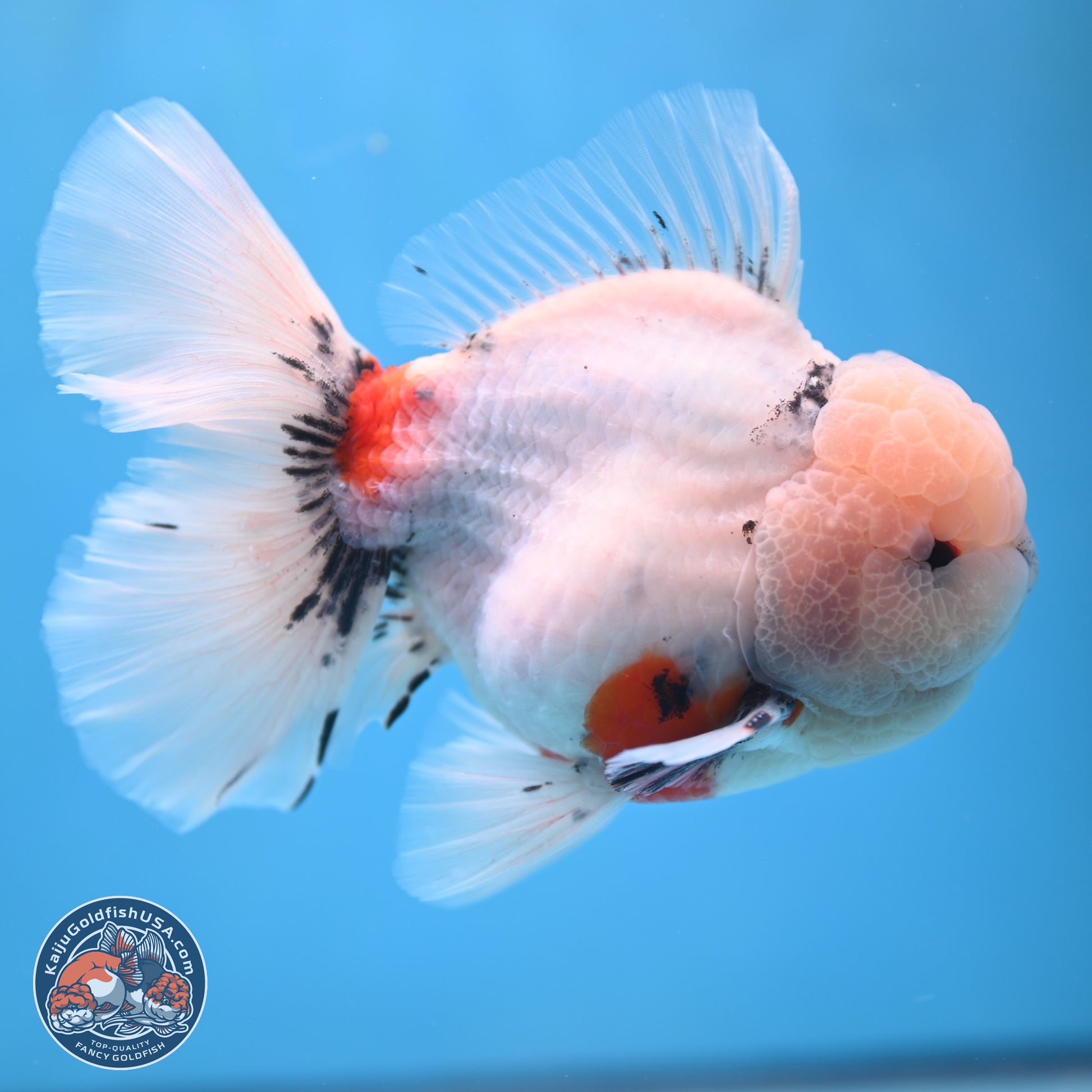 Calico Rose Tail Oranda 6 inches - Male (241115_OR02) - Kaiju Goldfish USA