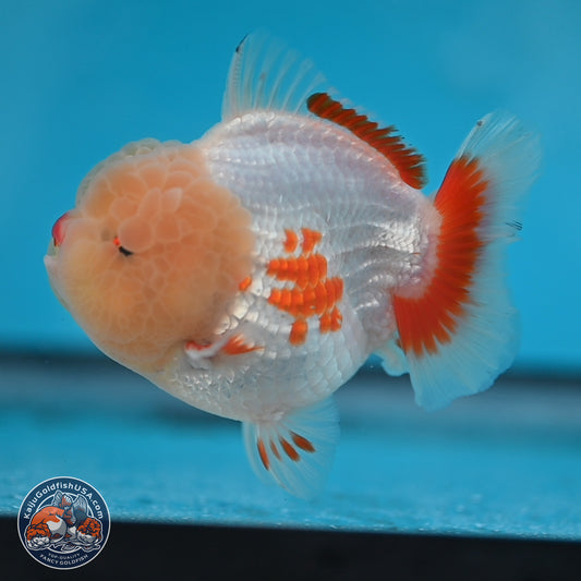 Jade Head Red White YuanBao Oranda 3.75 inches Body - Male (250131_OR02)