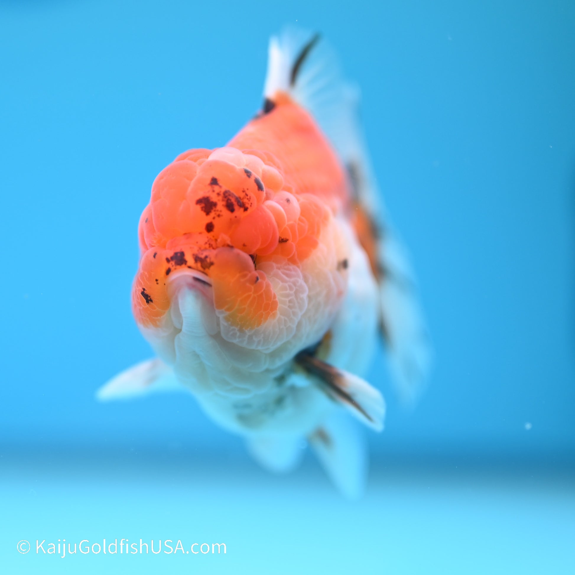 Tricolor Sakura YuanBao Oranda 3.5 inches (240517_OR02) - Kaiju Goldfish USA