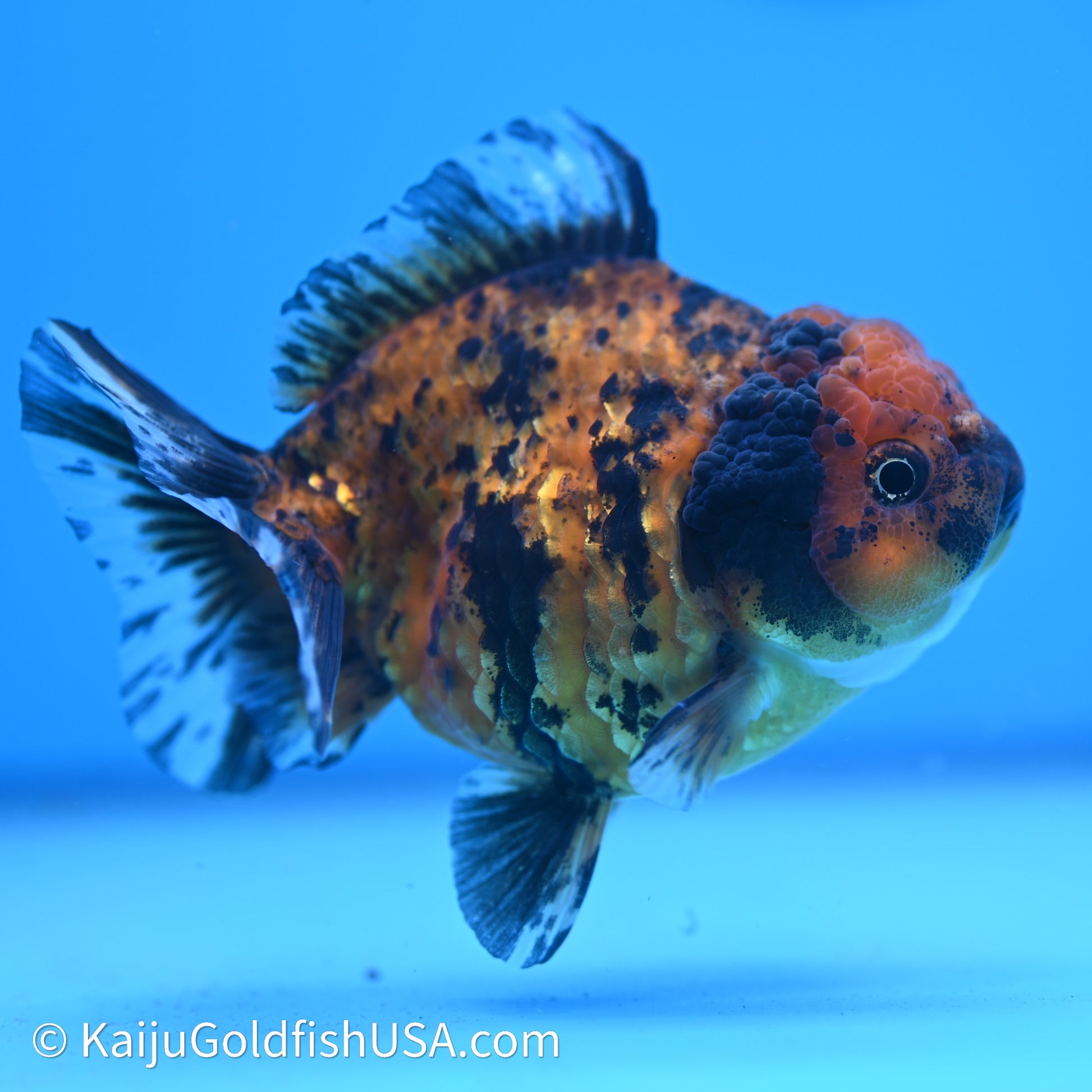 Shogun Godzilla Tiger Oranda 3.75in Body (240614_OR02) - Kaiju Goldfish USA