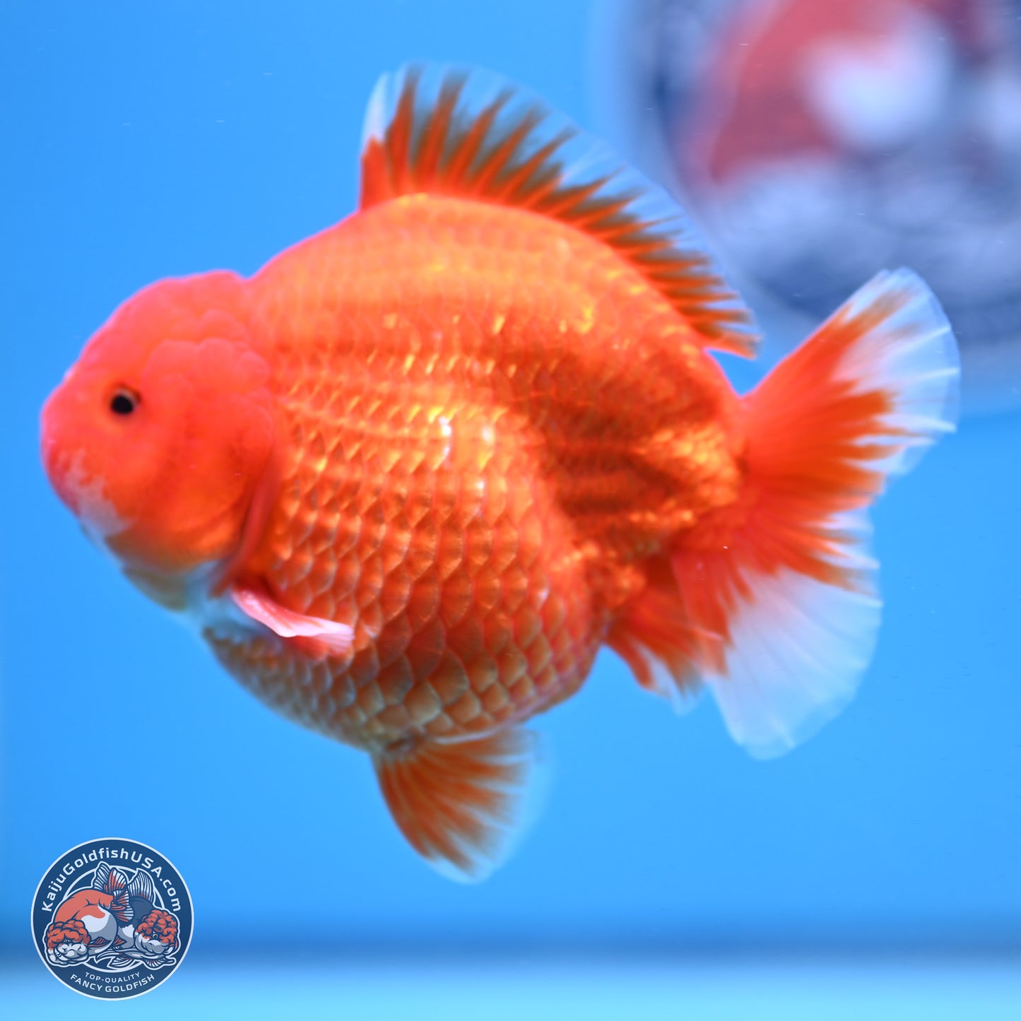 Classic Red YuanBao Oranda 4-5 inches (240920_OR02) - Kaiju Goldfish USA