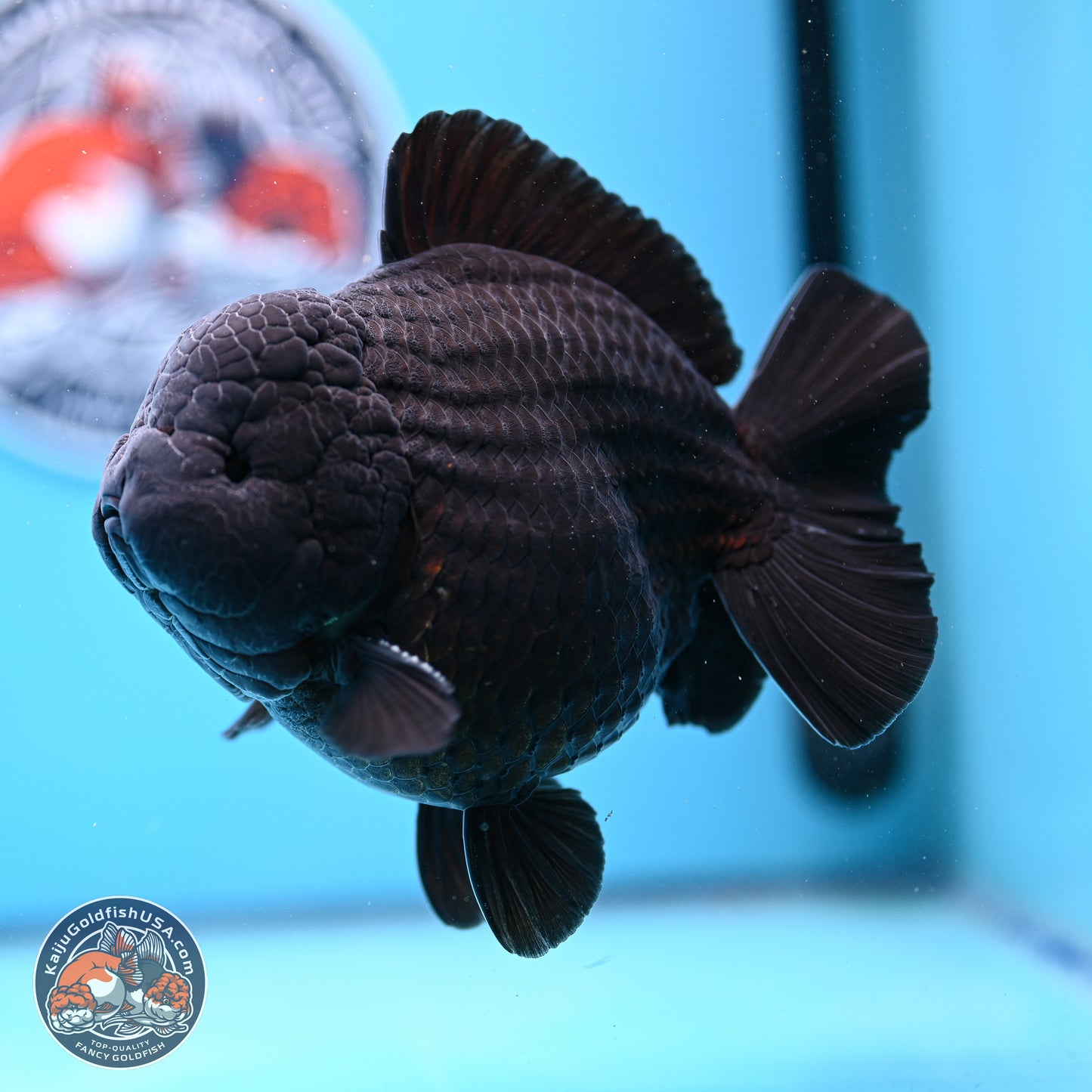 Jumbo Shogun Godzilla Jet Black Oranda 5in Body (240823_OR2) - Overnight shipping only - Kaiju Goldfish USA