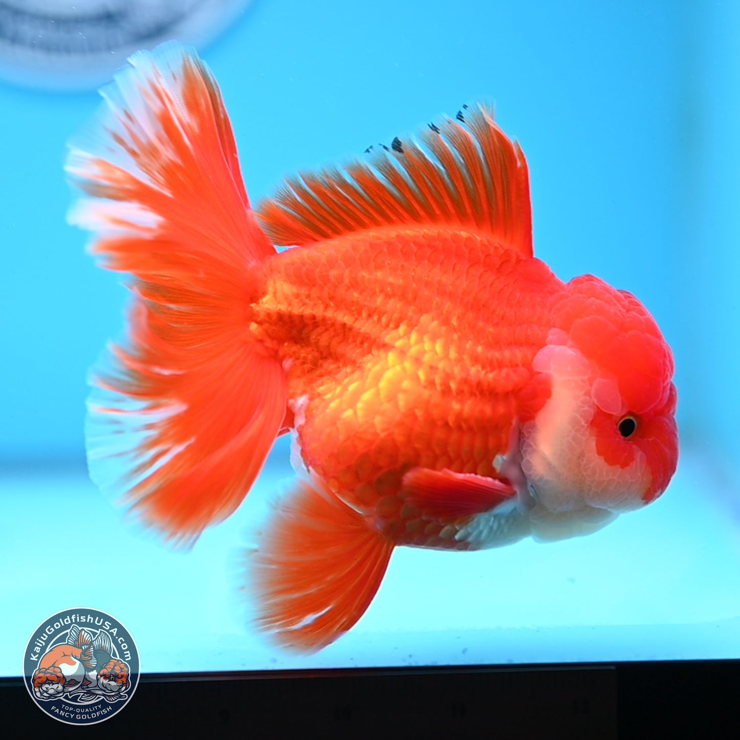 Red White Rose Tail Oranda 3.8 inches Body - Male (250314_OR02)