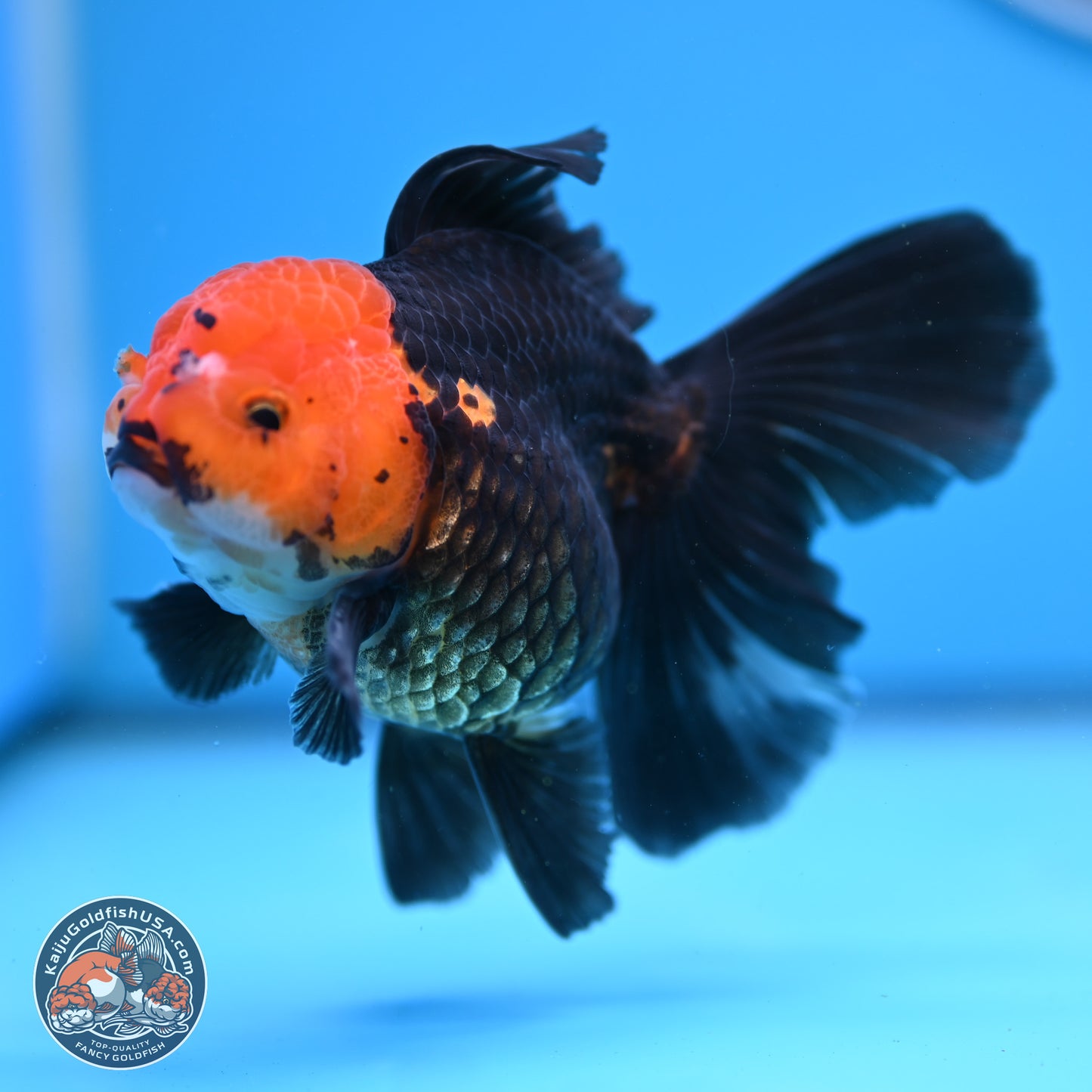 Apache Rose Tail Oranda 3.25in Body (240830_OR02) - Kaiju Goldfish USA