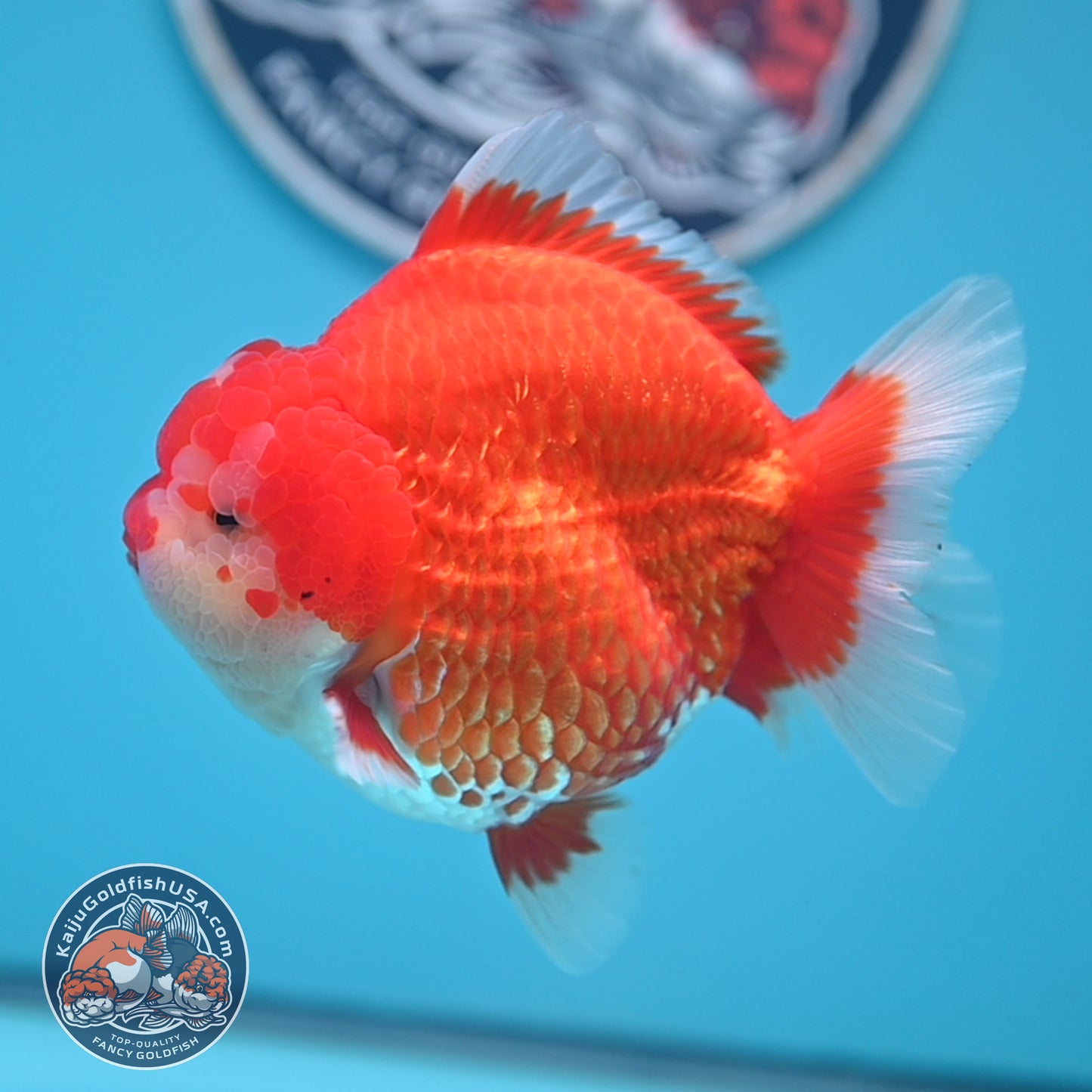 Red White Oranda 3.8 inches Body (250530_OR02)