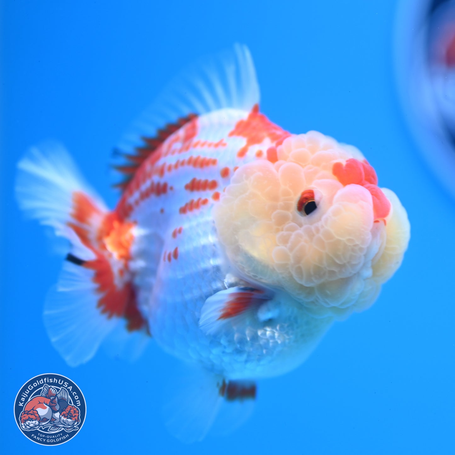 Deer Spot Red White YuanBao Oranda 3.25 inches Body - Male (241227_OR02) - Kaiju Goldfish USA