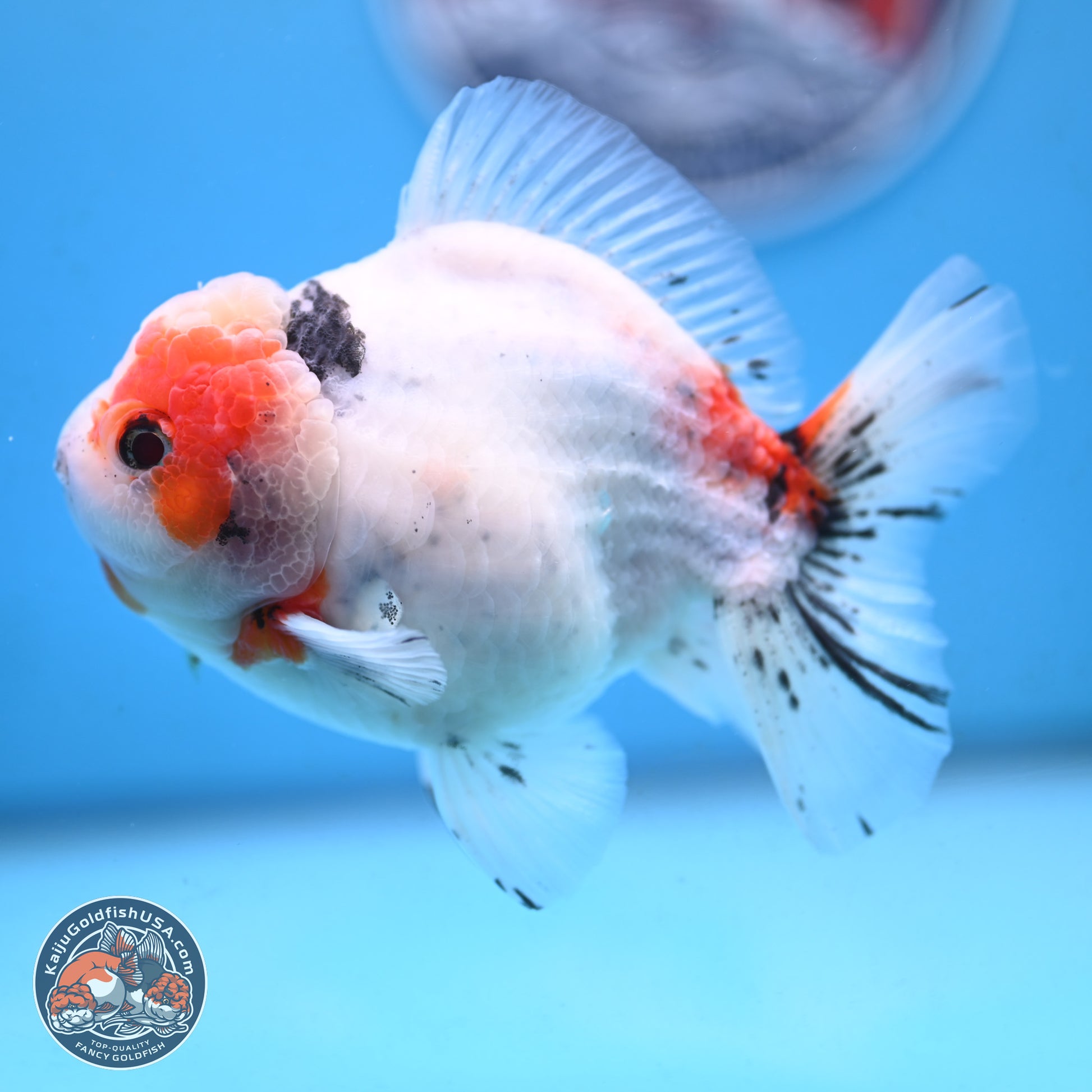 Tricolor Sakura Oranda 4.5 inches Body - Male (250117_OR02) - Kaiju Goldfish USA