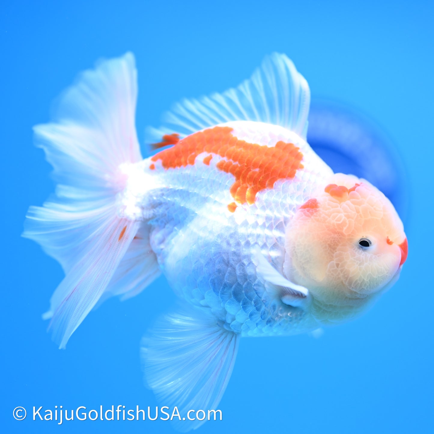 Chicken Face Red White Rose Tail Oranda 4in Body (240621_OR02) - Kaiju Goldfish USA
