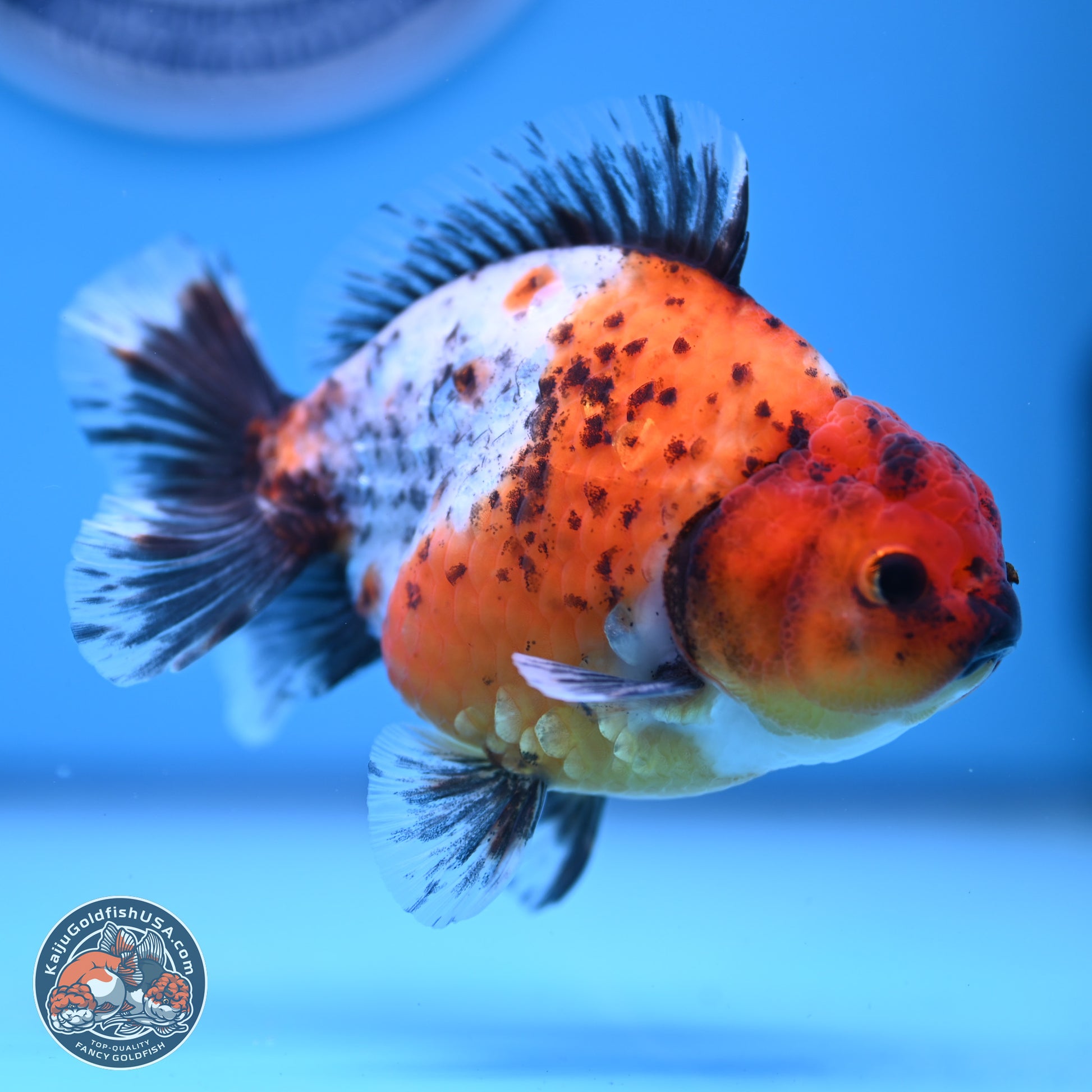 Shogun Calico Oranda 3.5-4.5 in (241011_OR02) - Kaiju Goldfish USA