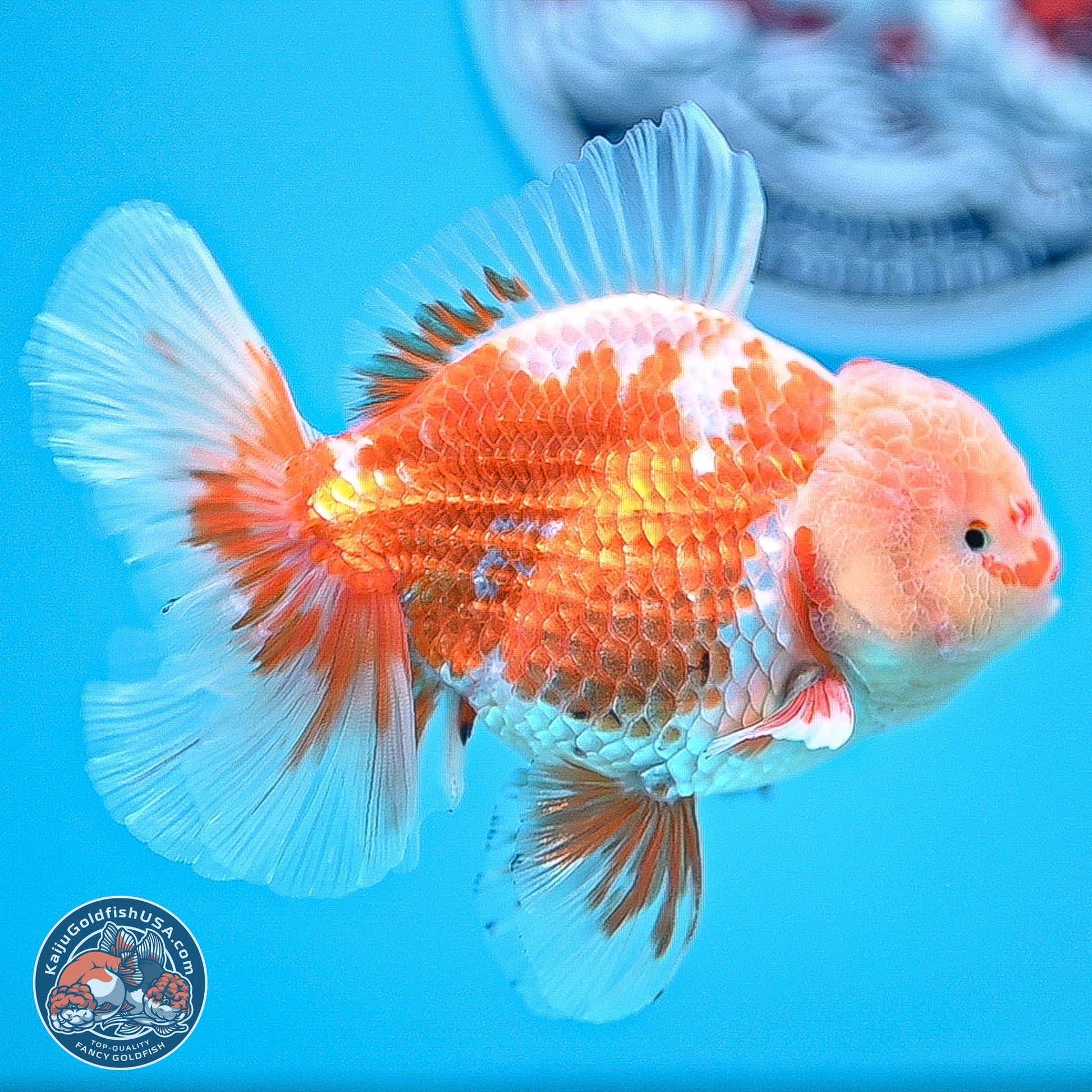 Red White Rose Tail Oranda 5 inches - Male (241129_OR02) - Kaiju Goldfish USA