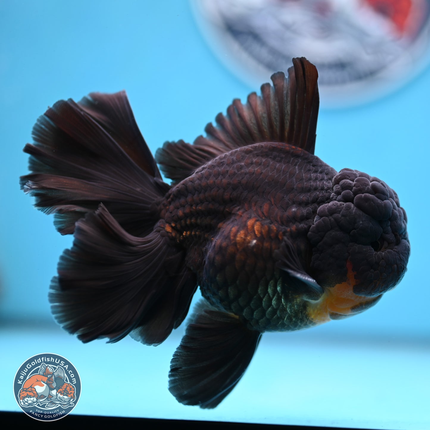 Black Orchid Tail Oranda 3.5 inches Body - Male (250228_OR02)