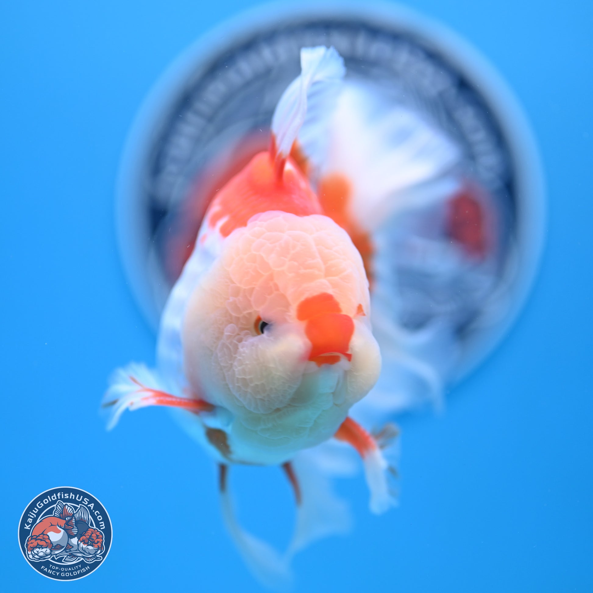 Red White Rose Tail Oranda 4-6 inches (240906_OR02) - Kaiju Goldfish USA