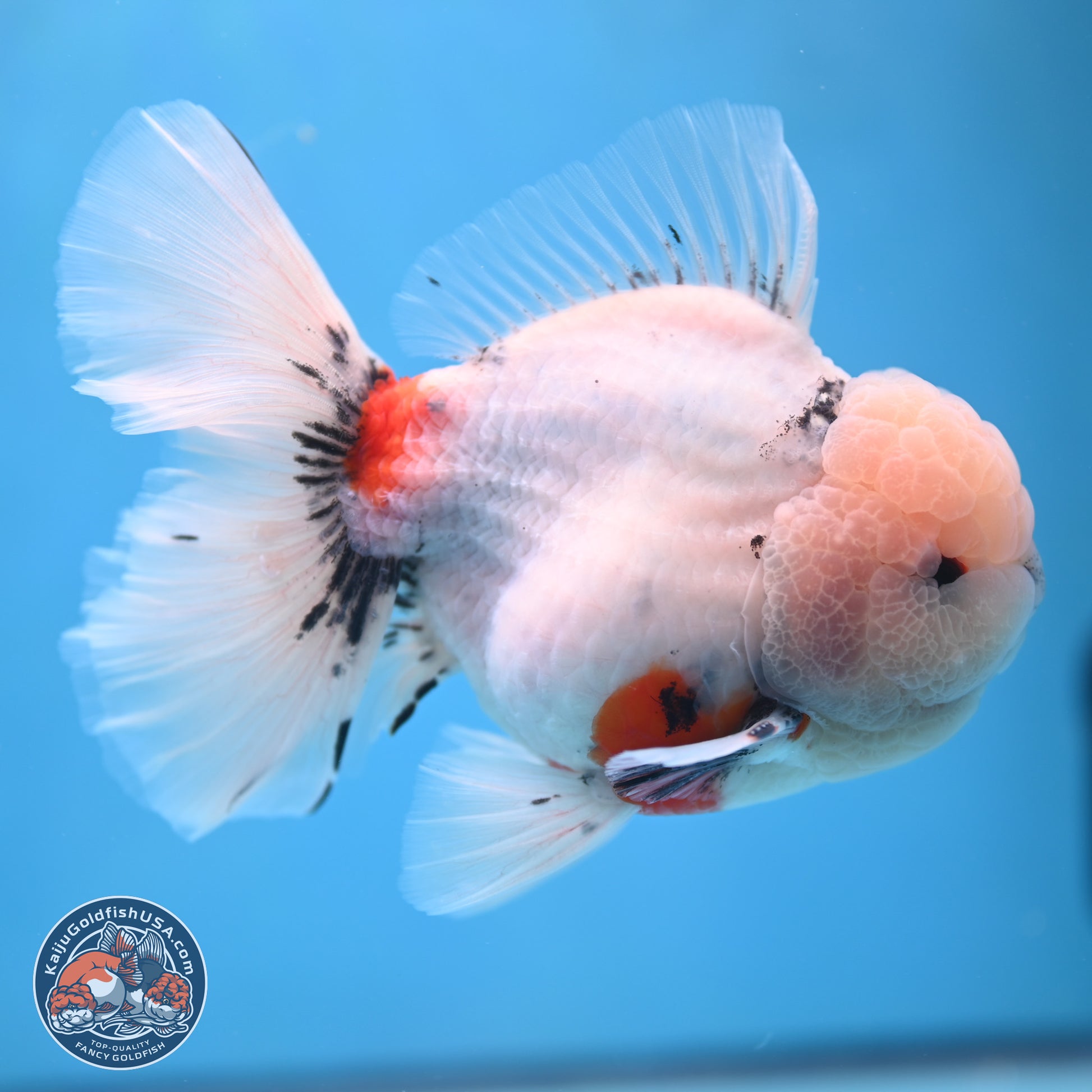 Calico Rose Tail Oranda 6 inches - Male (241115_OR02) - Kaiju Goldfish USA