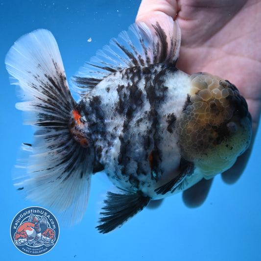 White Tiger Oranda 4 inch Body (250926_OR02)
