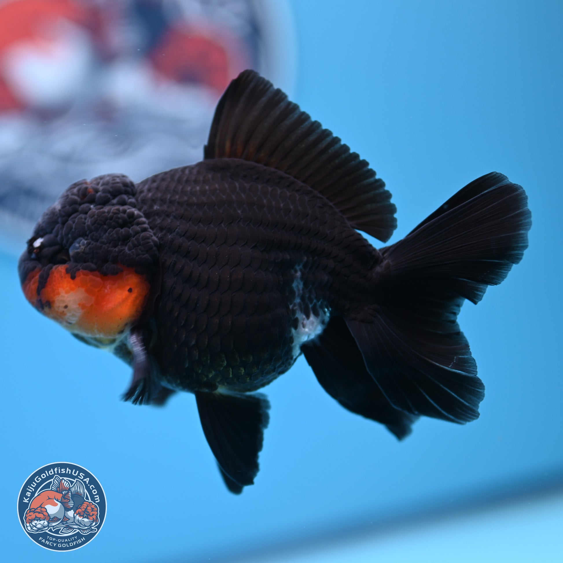 Tricolor Oranda 3.5in body (240809_OR02) - Kaiju Goldfish USA