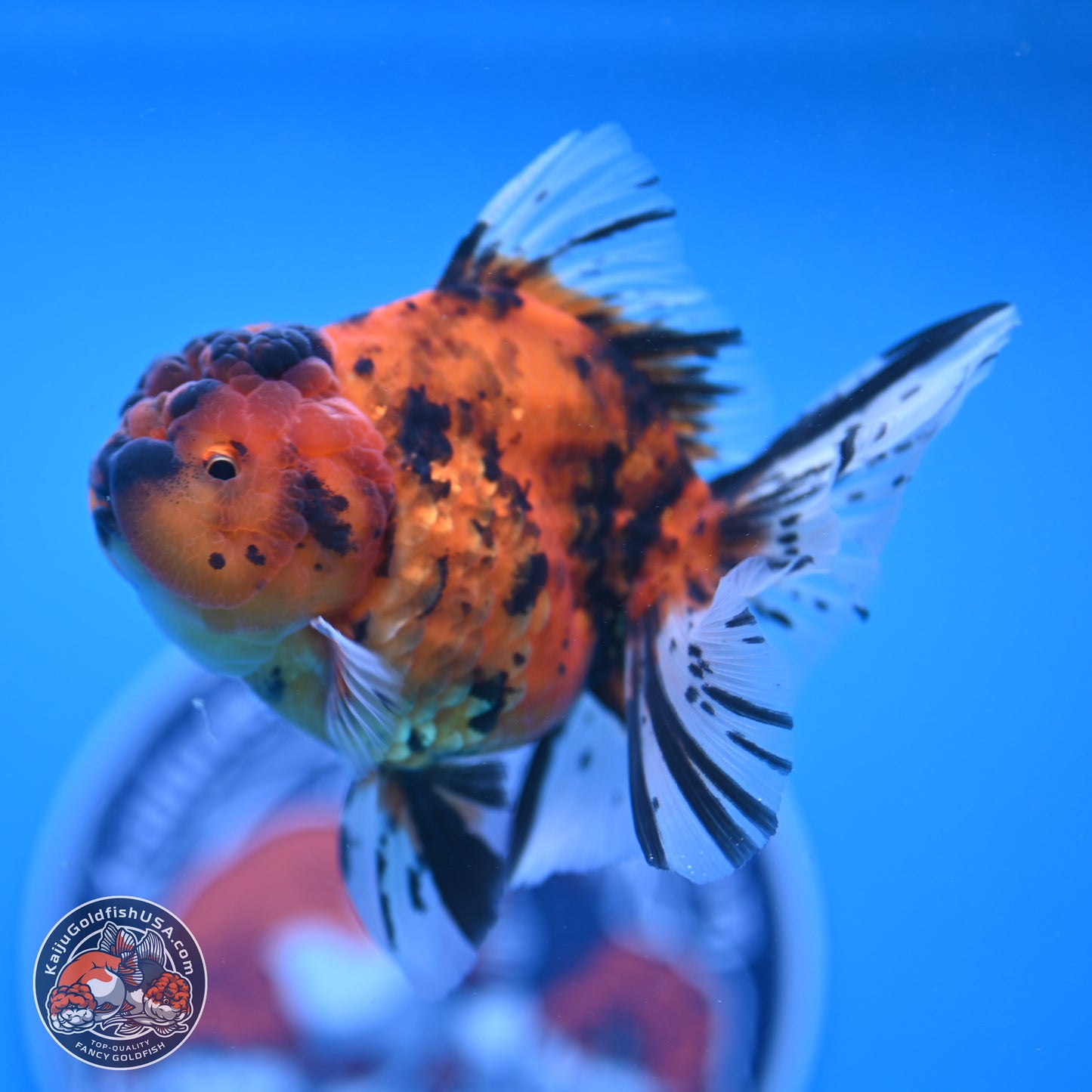 Shogun Tiger Rose Tail Oranda 3.5in Body (240802_OR02) - Kaiju Goldfish USA