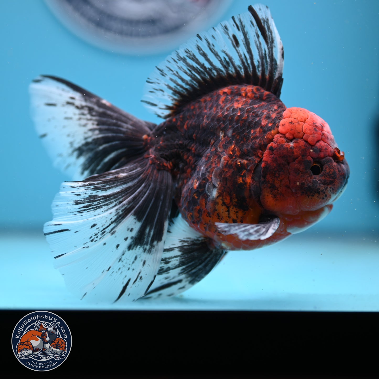 Red Kirin Rose Tail Oranda 6.5 inches - Male (241206_OR02) - Kaiju Goldfish USA