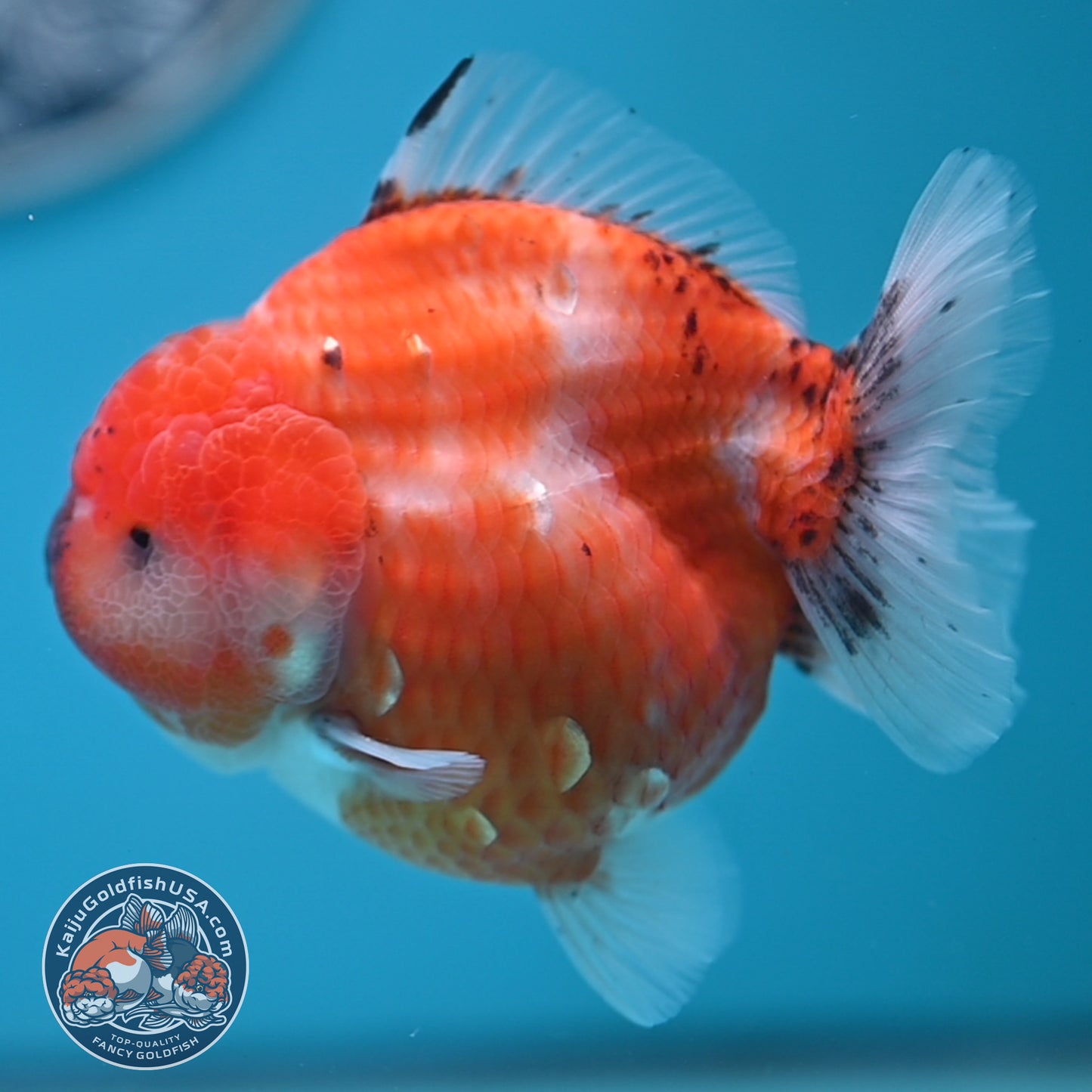 Shogun Tricolor Sakura Oranda 3.5 inches Body (250606_OR02)