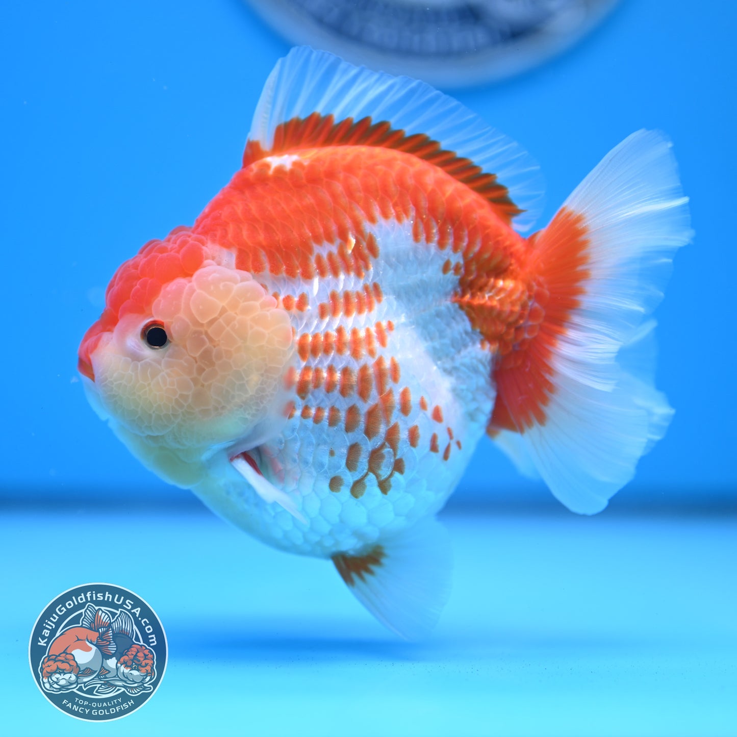 Deer Spot Red White Oranda 4 inches Body (250523_OR02)