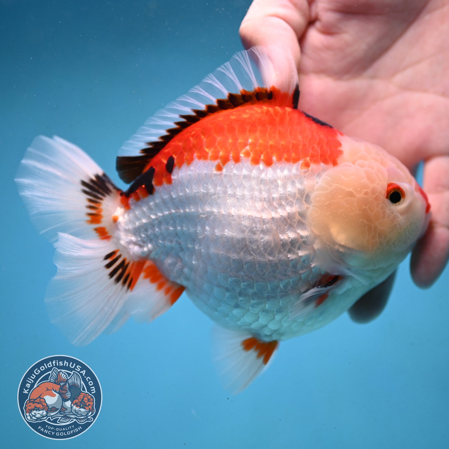 Jumbo Tricolor Oranda 5 inch Body (251003_OR02)
