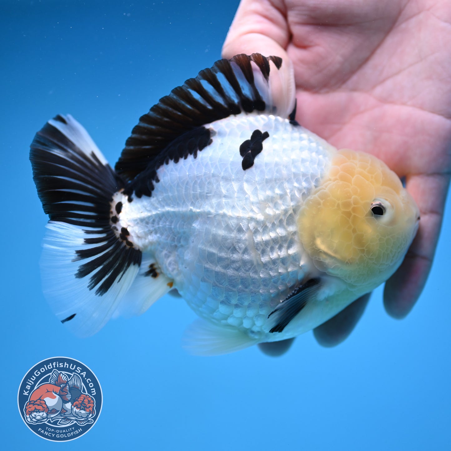 Panda Oranda 4.5 inch Body (250912_OR02)