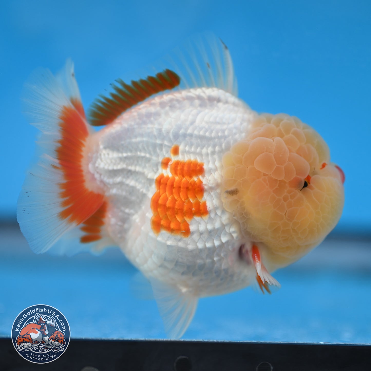 Jade Head Red White YuanBao Oranda 3.75 inches Body - Male (250131_OR02)