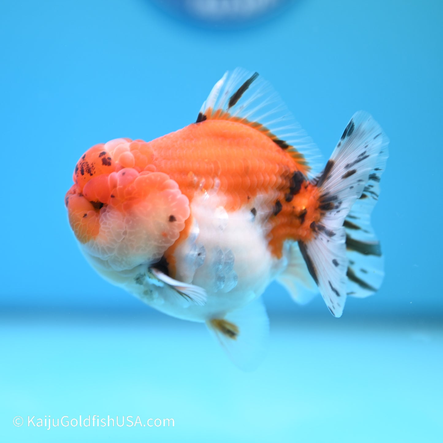 Tricolor Sakura YuanBao Oranda 3.5 inches (240517_OR02) - Kaiju Goldfish USA