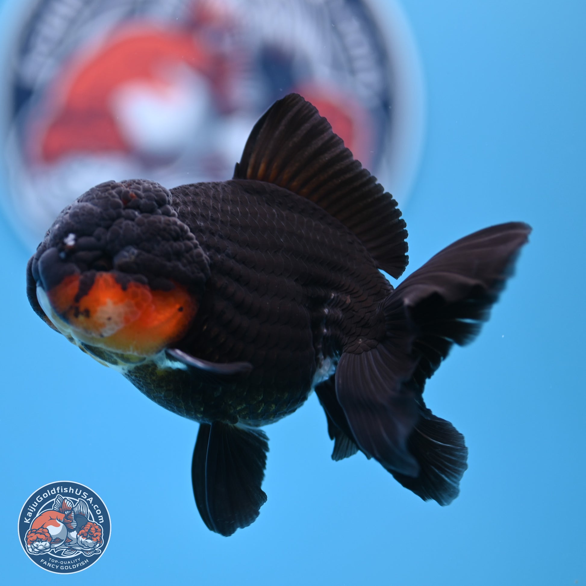 Tricolor Oranda 3.5in body (240809_OR02) - Kaiju Goldfish USA