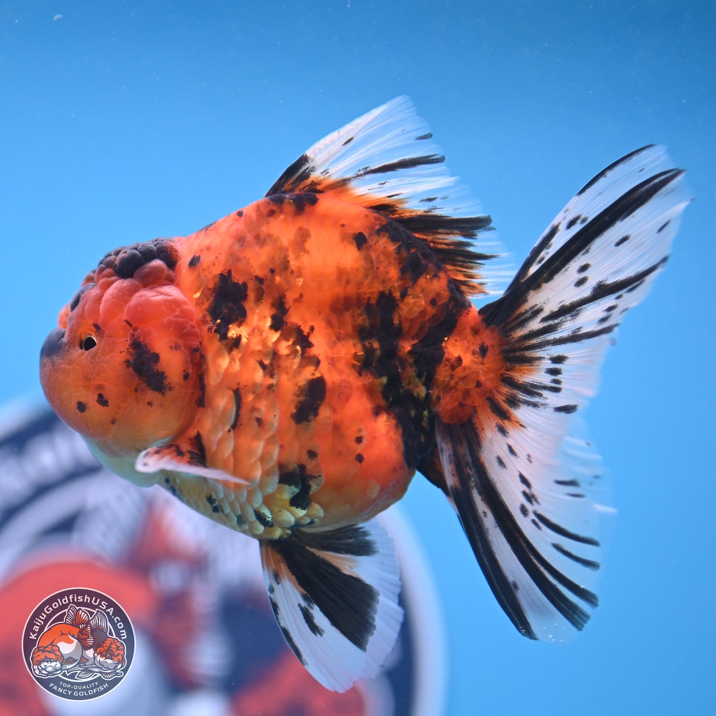 Shogun Tiger Rose Tail Oranda 3.5in Body (240802_OR02) - Kaiju Goldfish USA