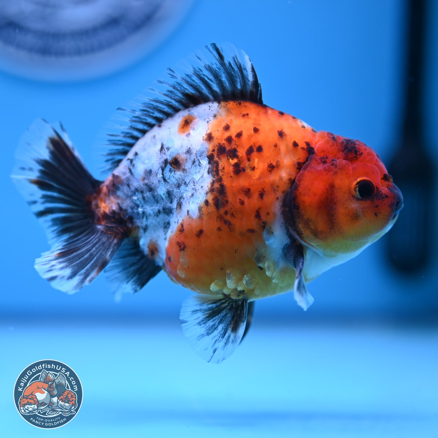 Shogun Calico Oranda 3.5-4.5 in (241011_OR02) - Kaiju Goldfish USA