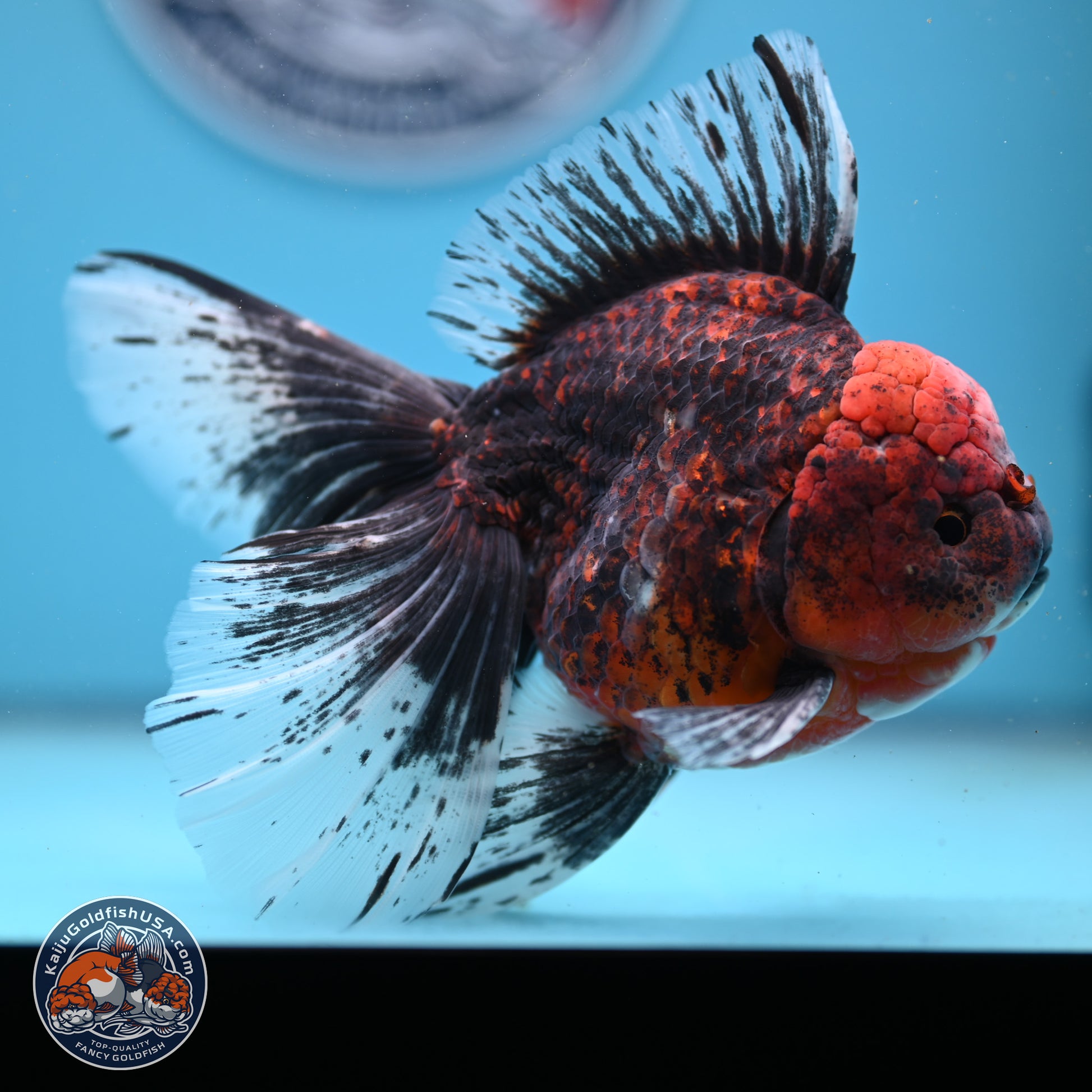 Red Kirin Rose Tail Oranda 6.5 inches - Male (241206_OR02) - Kaiju Goldfish USA