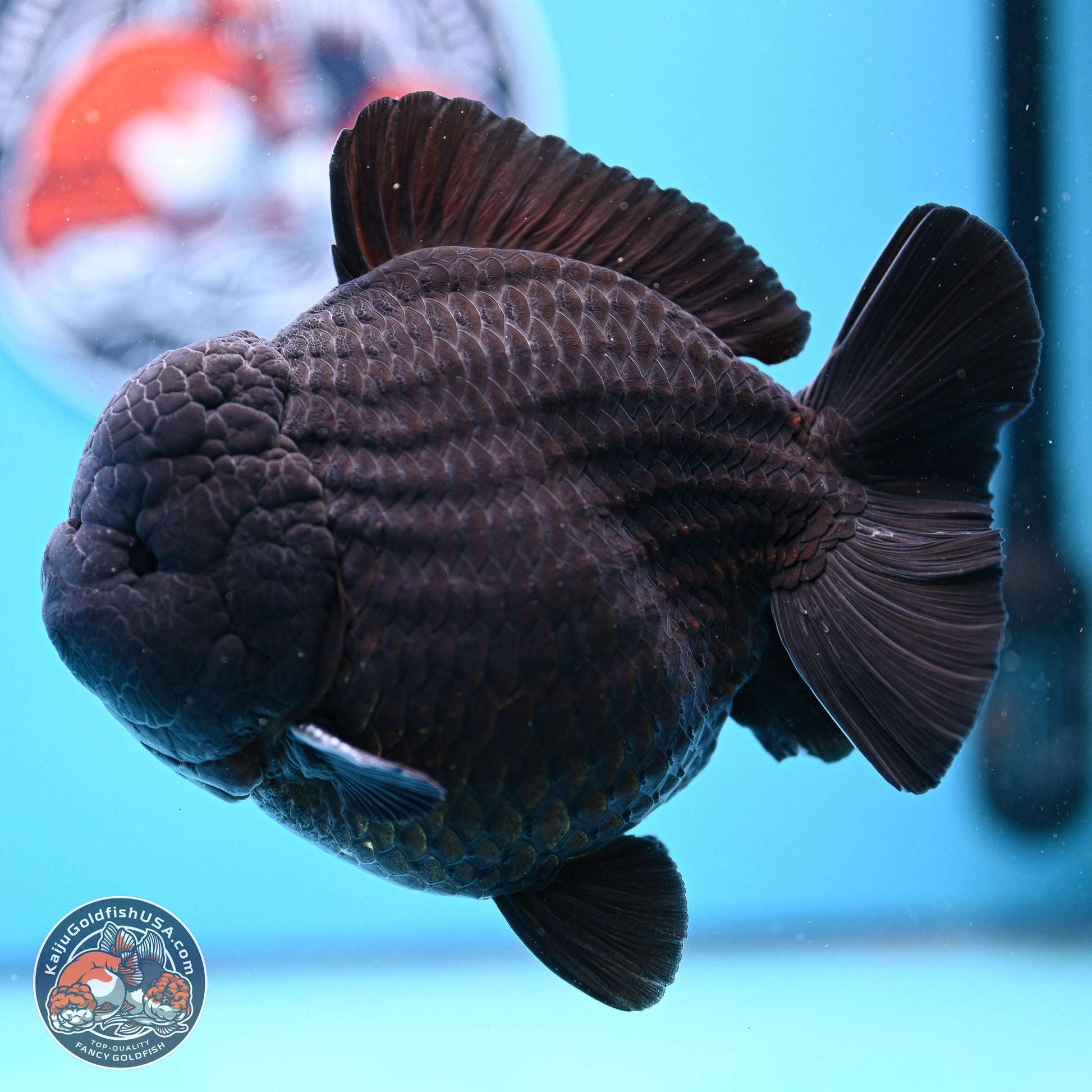 Jumbo Shogun Godzilla Jet Black Oranda 5in Body (240823_OR2) - Overnight shipping only - Kaiju Goldfish USA