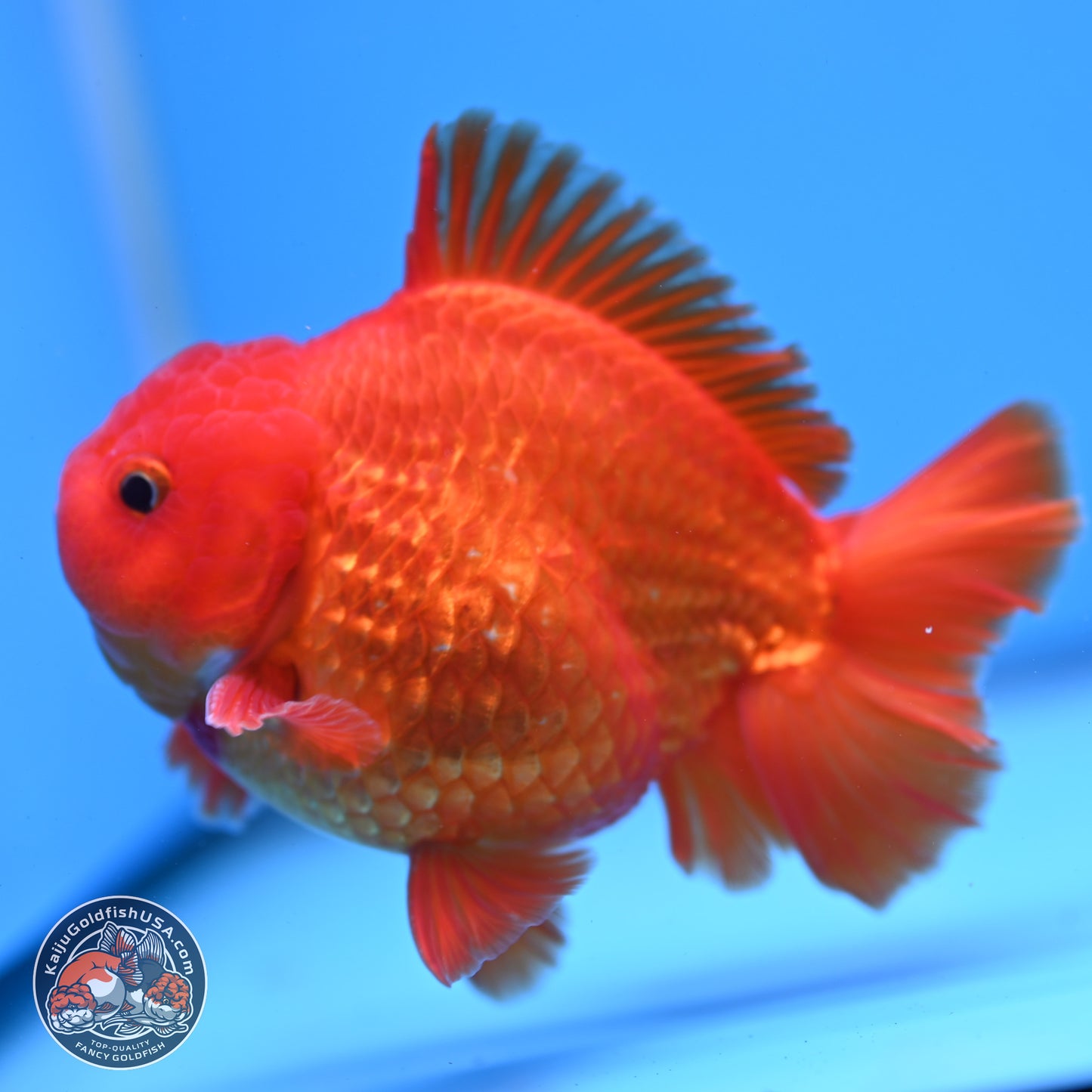 Classic Red YuanBao Oranda 4 inches Body - Male (250307_OR02)