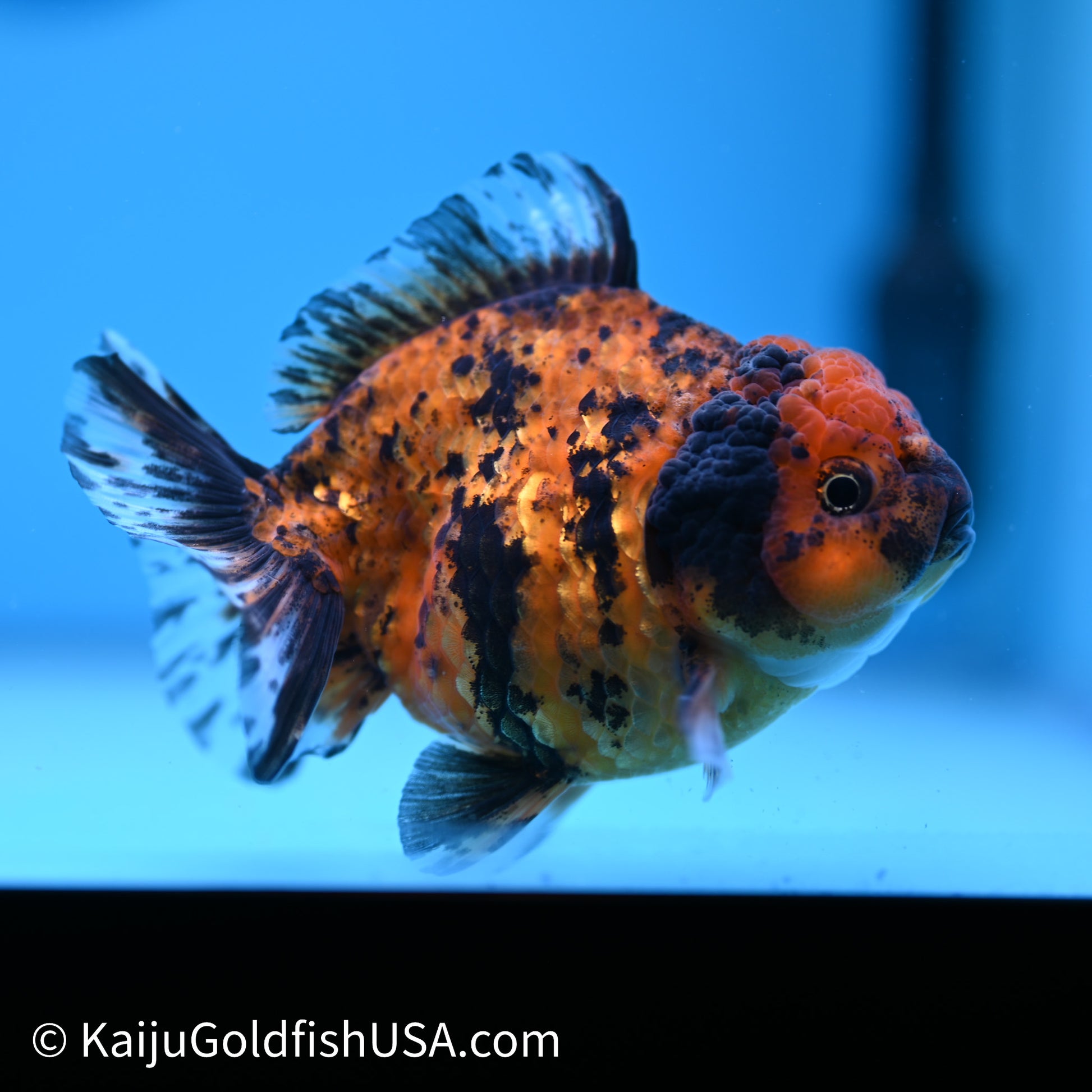 Shogun Godzilla Tiger Oranda 3.75in Body (240614_OR02) - Kaiju Goldfish USA