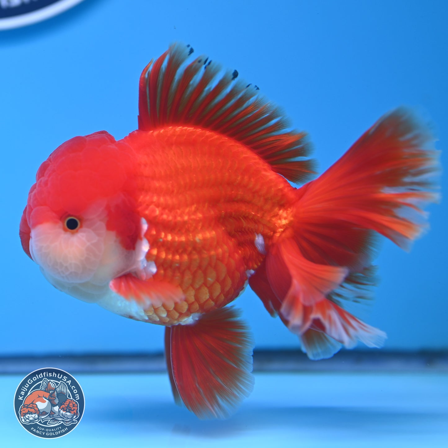 Red White Rose Tail Oranda 3.8 inches Body - Male (250314_OR02)