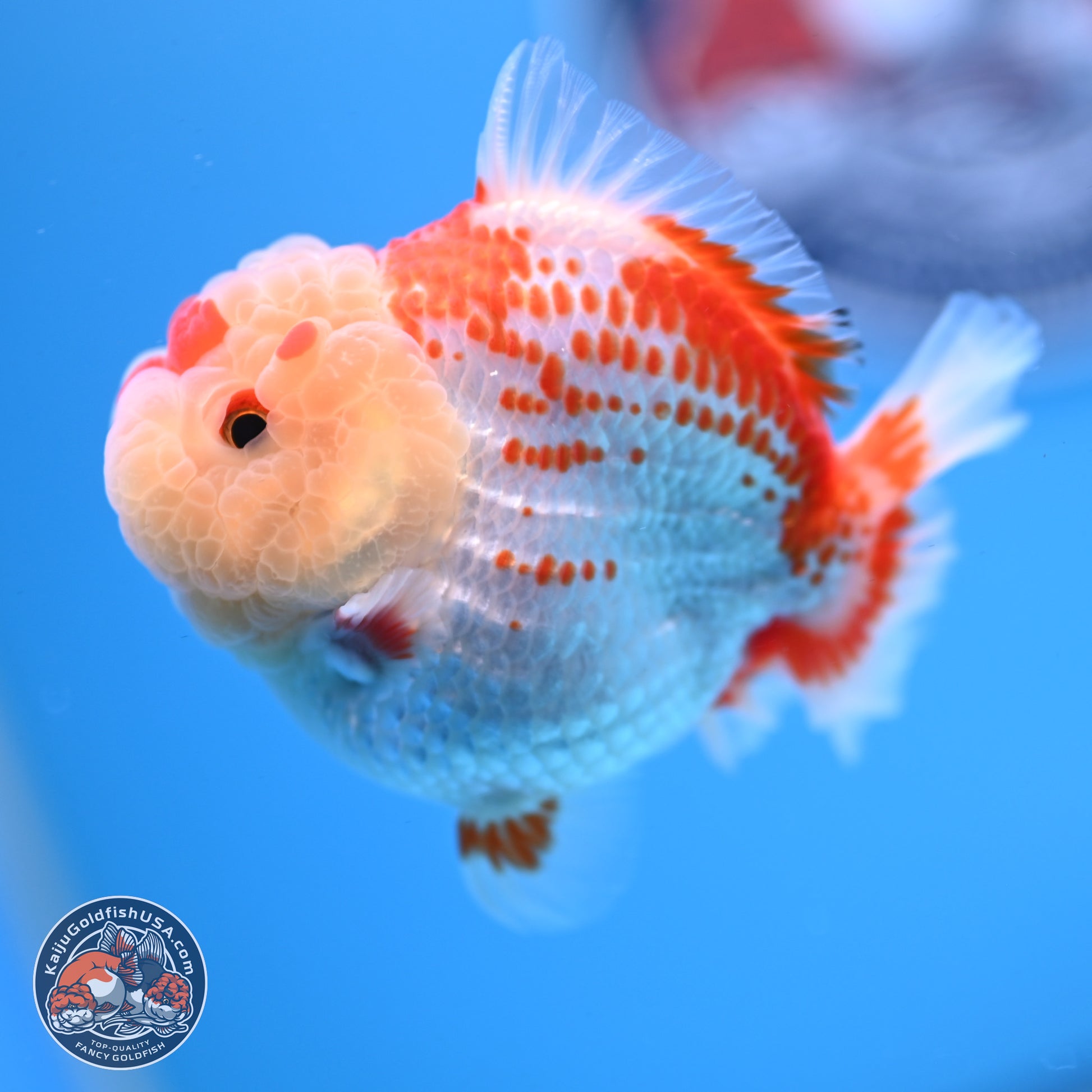 Deer Spot Red White YuanBao Oranda 3.25 inches Body - Male (241227_OR02) - Kaiju Goldfish USA