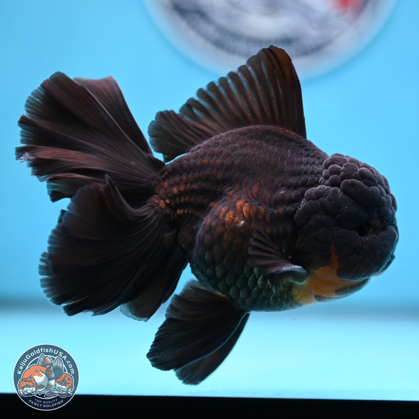 Black Orchid Tail Oranda 3.5 inches Body - Male (250228_OR02)