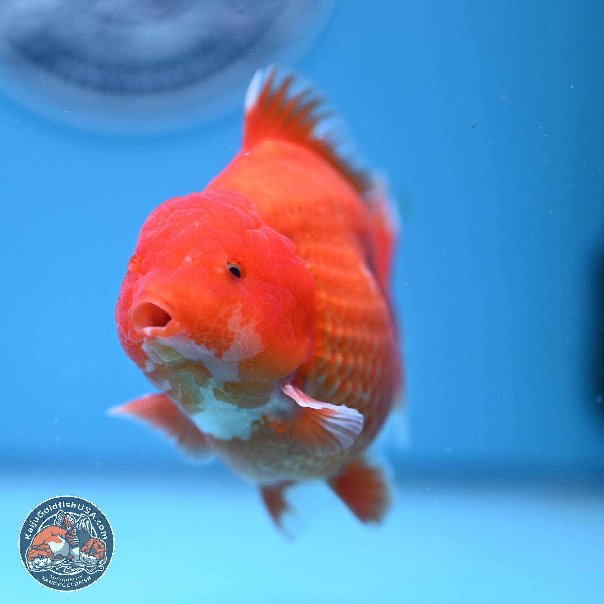 Classic Red YuanBao Oranda 4-5 inches (240920_OR02) - Kaiju Goldfish USA