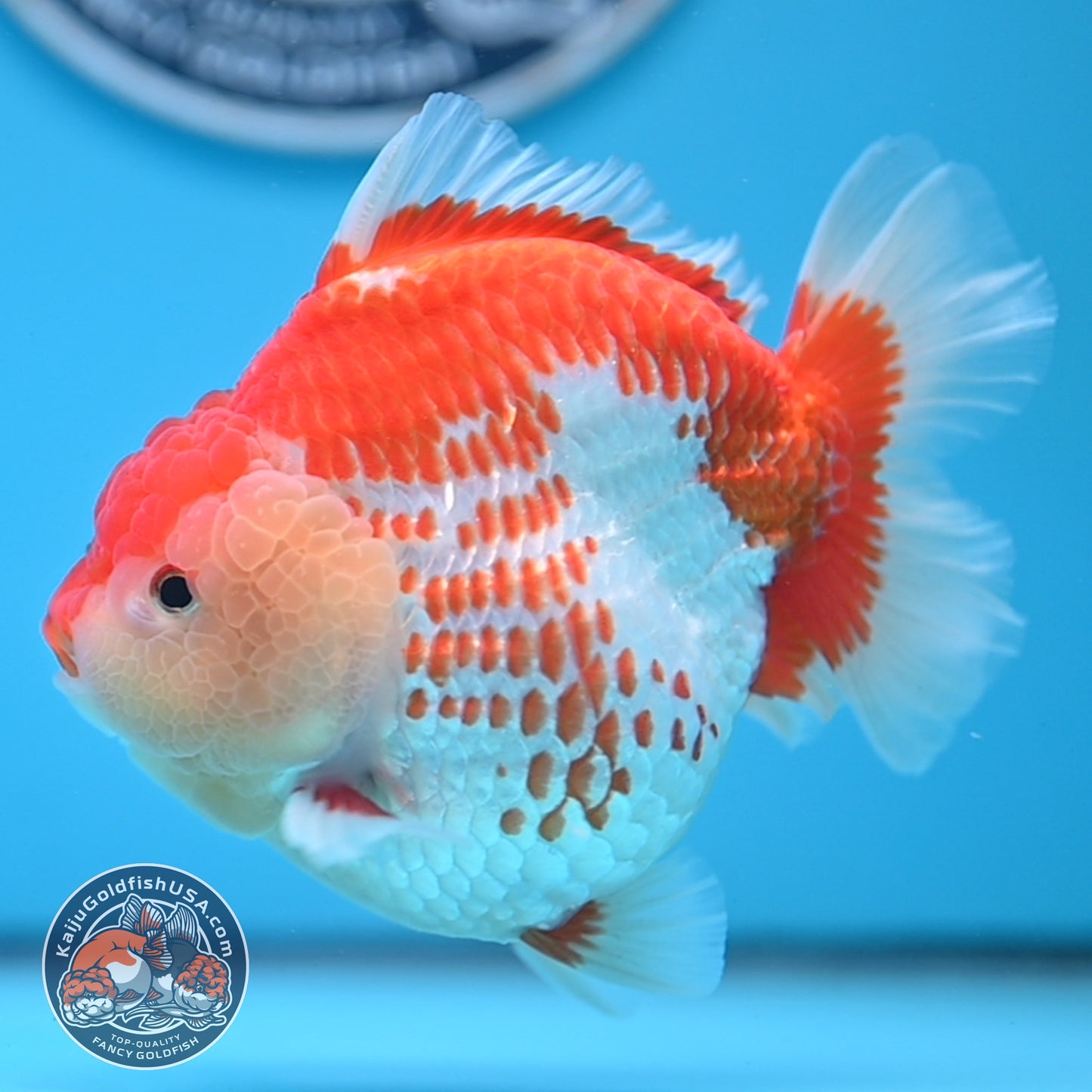 Deer Spot Red White Oranda 4 inches Body (250523_OR02)