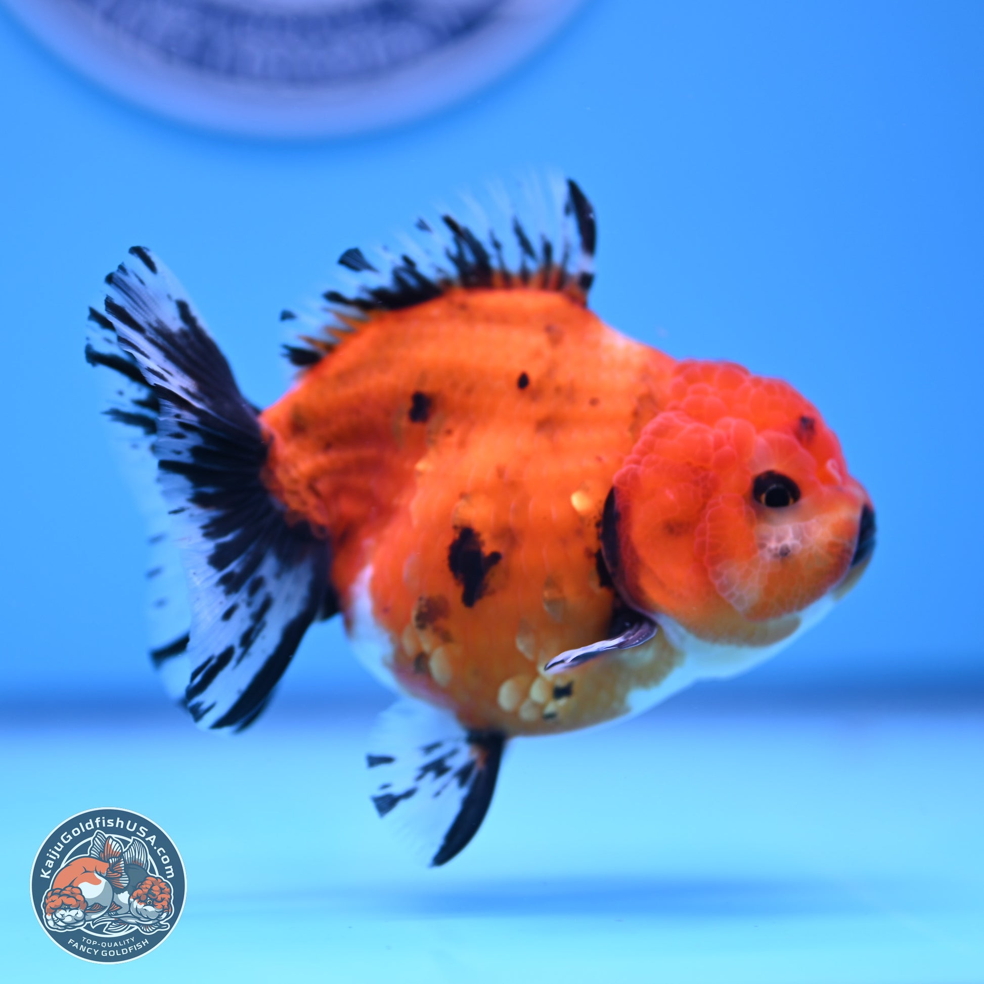 Shogun Tricolor Short Tail Oranda 3.5in Body (240816_OR02) - Kaiju Goldfish USA