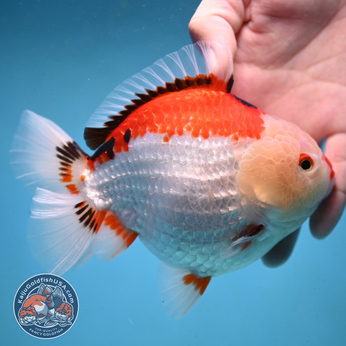 Jumbo Tricolor Oranda 5 inch Body (251003_OR02)
