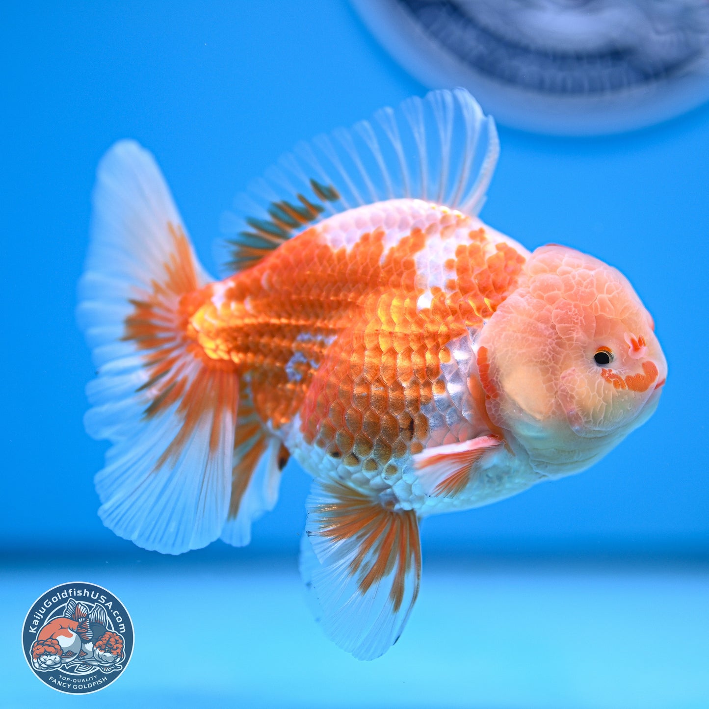 Red White Rose Tail Oranda 5 inches - Male (241129_OR02) - Kaiju Goldfish USA