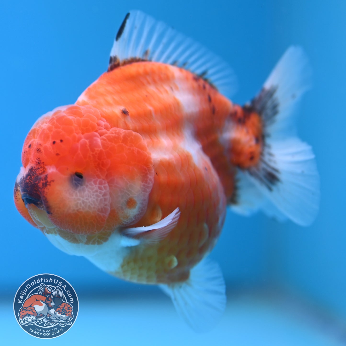 Shogun Tricolor Sakura Oranda 3.5 inches Body (250606_OR02)