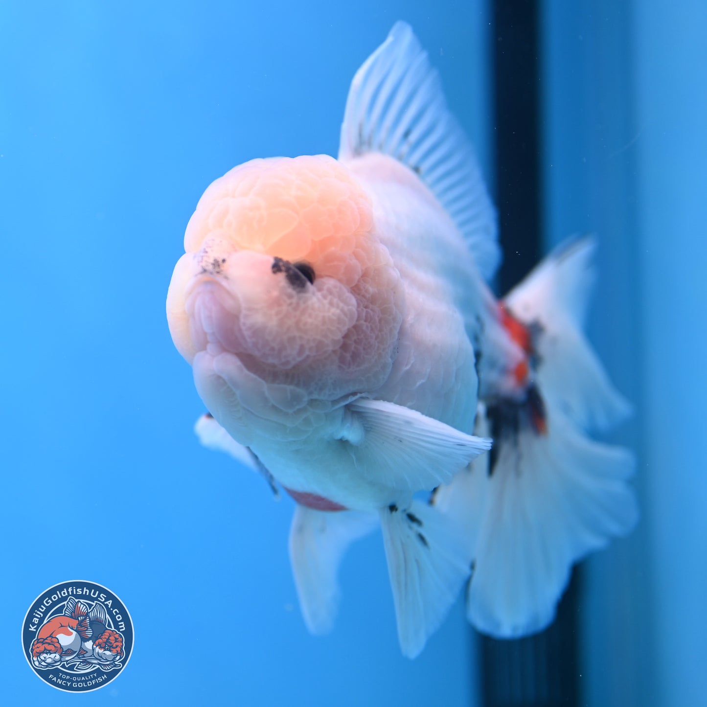 Calico Rose Tail Oranda 6 inches - Male (241115_OR02) - Kaiju Goldfish USA