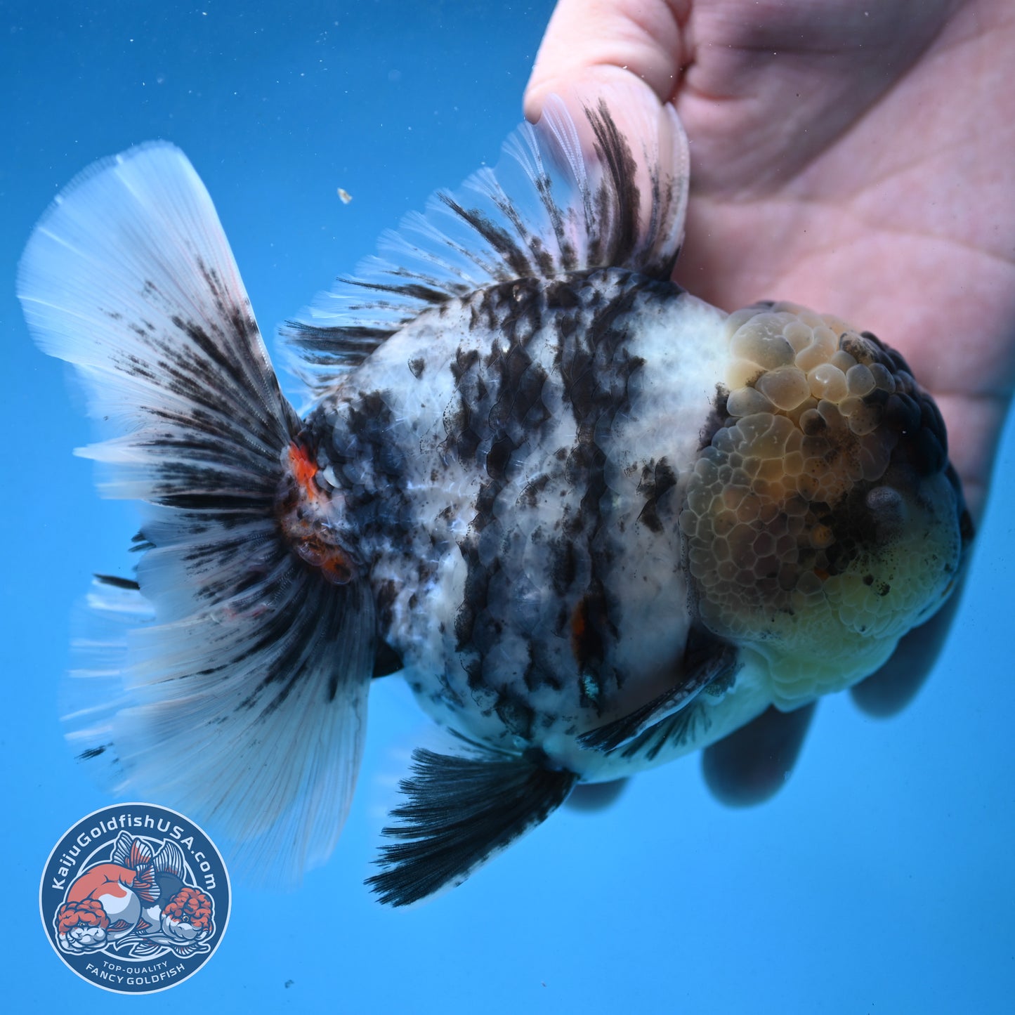 White Tiger Oranda 4 inch Body (250926_OR02)